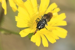 Ceratina cucurbitina