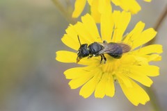 Ceratina cucurbitina