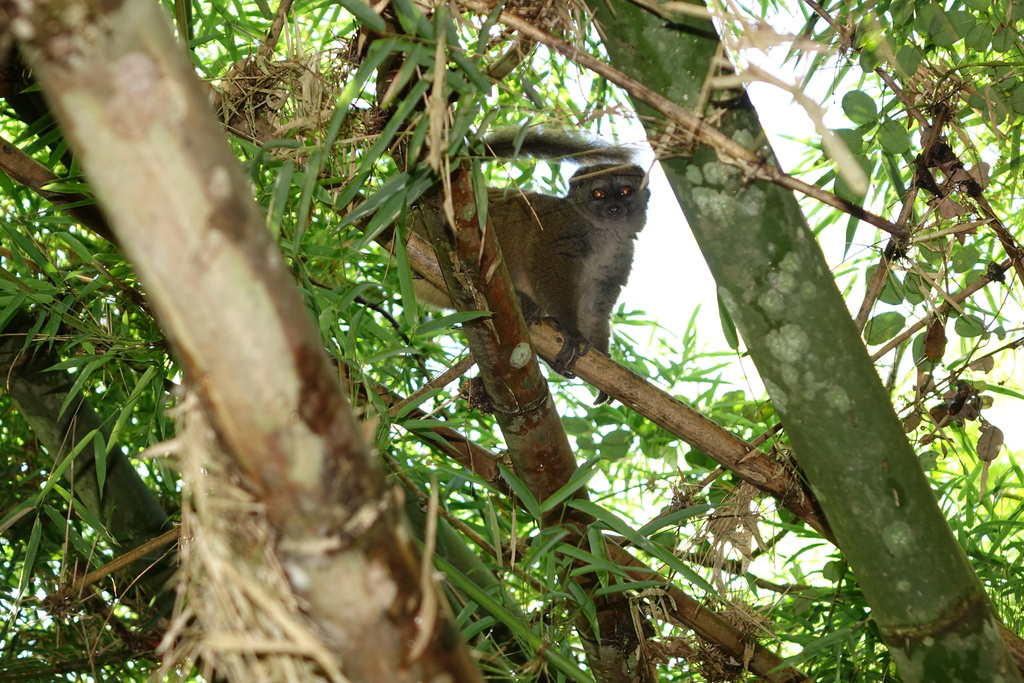 Sambirano Lesser Bamboo Lemur