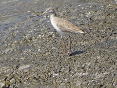 Tringa totanus