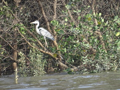 Ardea cinerea