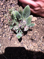 Phacelia phacelioides