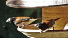 Spermestes bicolor nigriceps