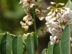 Derris trifoliata