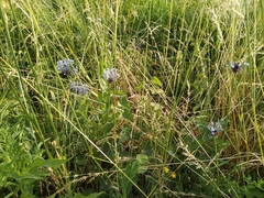 Allium caeruleum