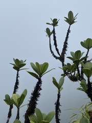 Melicope clusiifolia