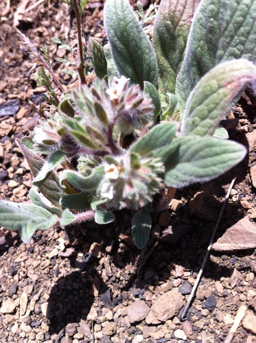 Mt. Diablo phacelia (Phacelia phacelioides)