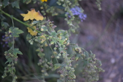 Kearnemalvastrum lacteum