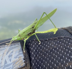 Euconocephalus nasutus