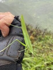 Euconocephalus nasutus