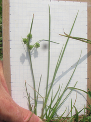 Cyperus acuminatus