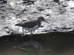 Actitis hypoleucos