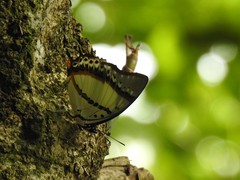Polyura nepenthes