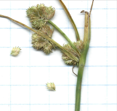 Cyperus acuminatus