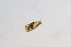 Cochylis bucera