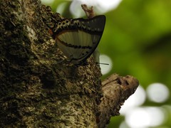 Polyura nepenthes