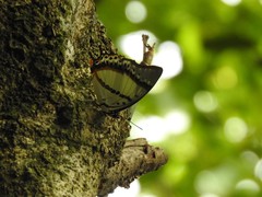 Polyura nepenthes