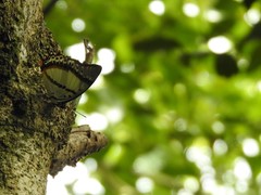 Polyura nepenthes