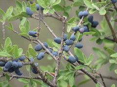 Forestiera