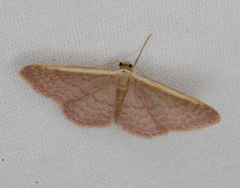 Idaea costaria