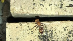 Dasymutilla scaevola