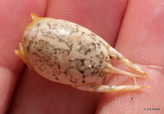Hippa testudinaria