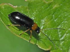 Luperus luperus