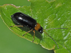 Luperus luperus