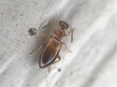 Ischyropalpus