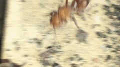 Dasymutilla scaevola