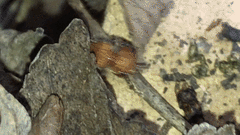 Dasymutilla scaevola