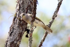 Lichmera indistincta limbata