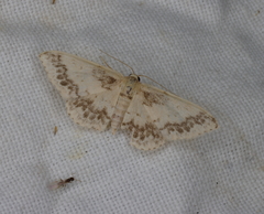 Idaea pseliota