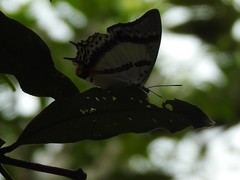 Polyura nepenthes