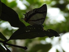 Polyura nepenthes