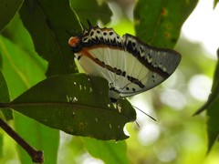 Polyura nepenthes