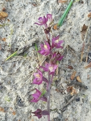 Epipactis atrorubens
