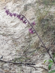 Epipactis atrorubens