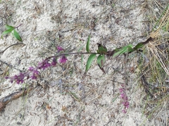 Epipactis atrorubens