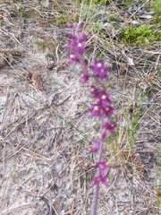 Epipactis atrorubens