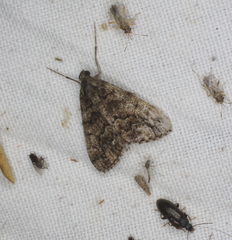 Lipogya exprimataria