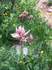 Castilleja rhexiifolia