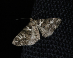 Lipogya leucoprosopa