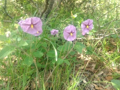 Lycianthes moziniana