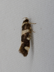 Macrobathra arrectella