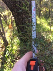 Dodonaea viscosa angustissima