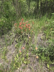 Castilleja miniata fulva