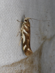 Macrobathra heminephela