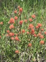 Castilleja miniata fulva