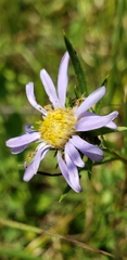 Eurybia hemispherica